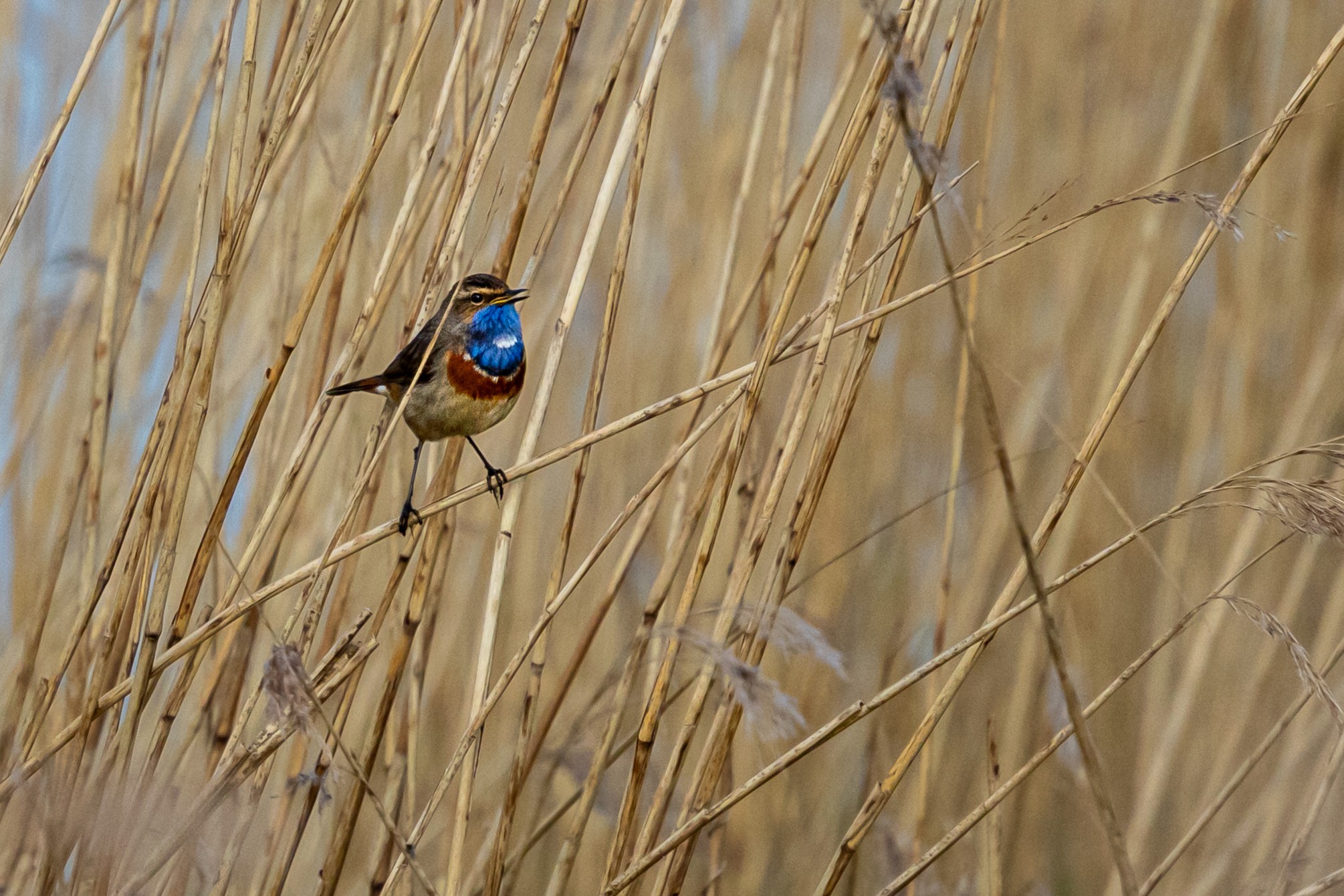 Blauwborst (Groene Jonker). Foto van Lars.